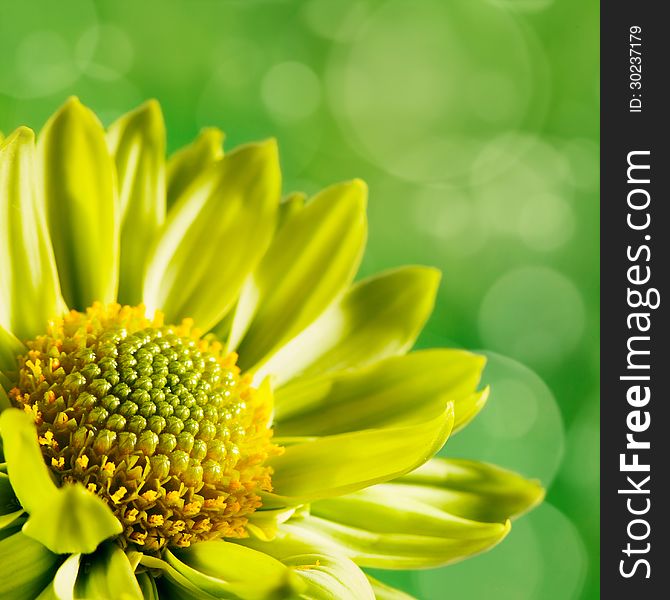 Chrysanthemum flower against unfocused green backgrounds