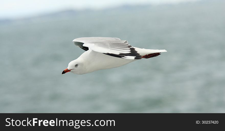 Flying seagull in the sky.