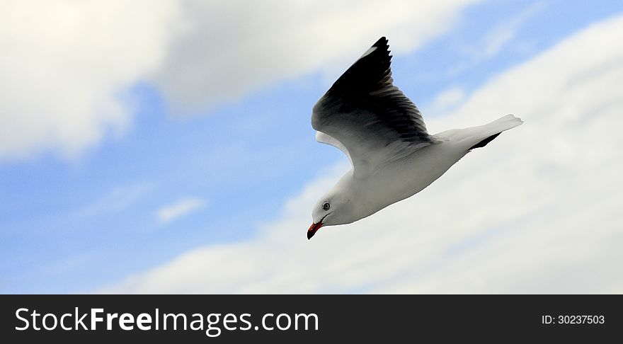 Flying Seagull In The Sky.