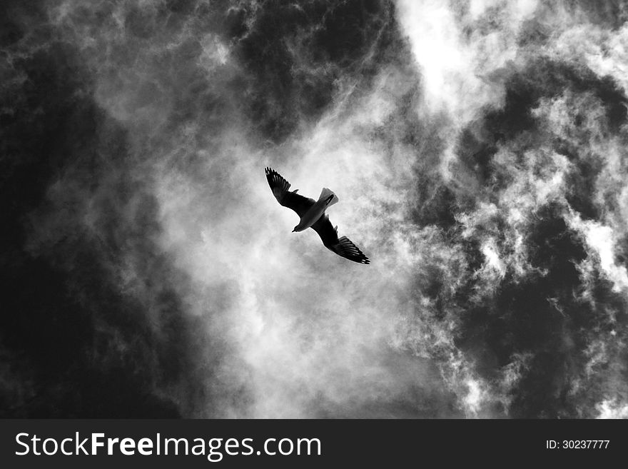 Flying Seagull In The Sky.