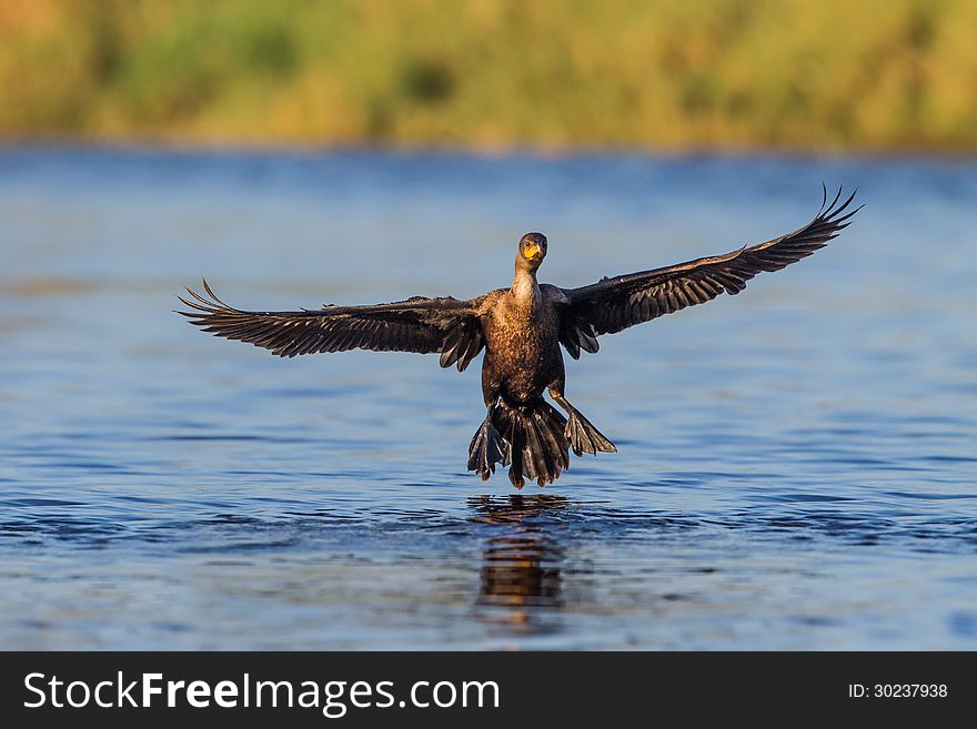 Florida Cormorant lands with wings spread wide. Florida Cormorant lands with wings spread wide.