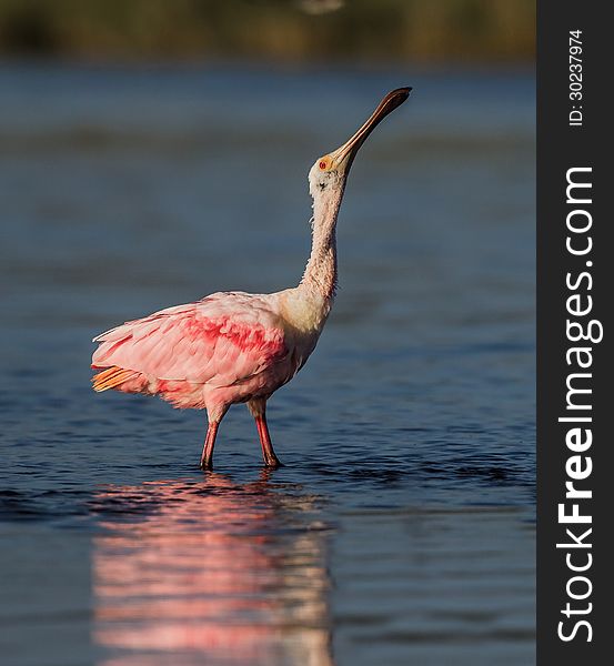 Roseate spoonbill, in full breeding plumage, stretches neck to swallow fish. Roseate spoonbill, in full breeding plumage, stretches neck to swallow fish.