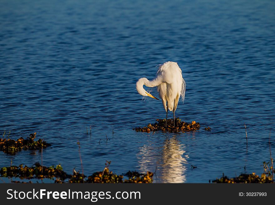 A large white egret bends to clean a feather in Florida. A large white egret bends to clean a feather in Florida