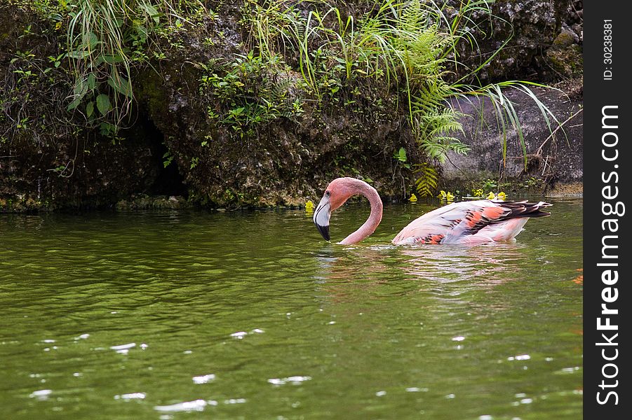 Swimming juvenile flamingo, paddles around tropical pond