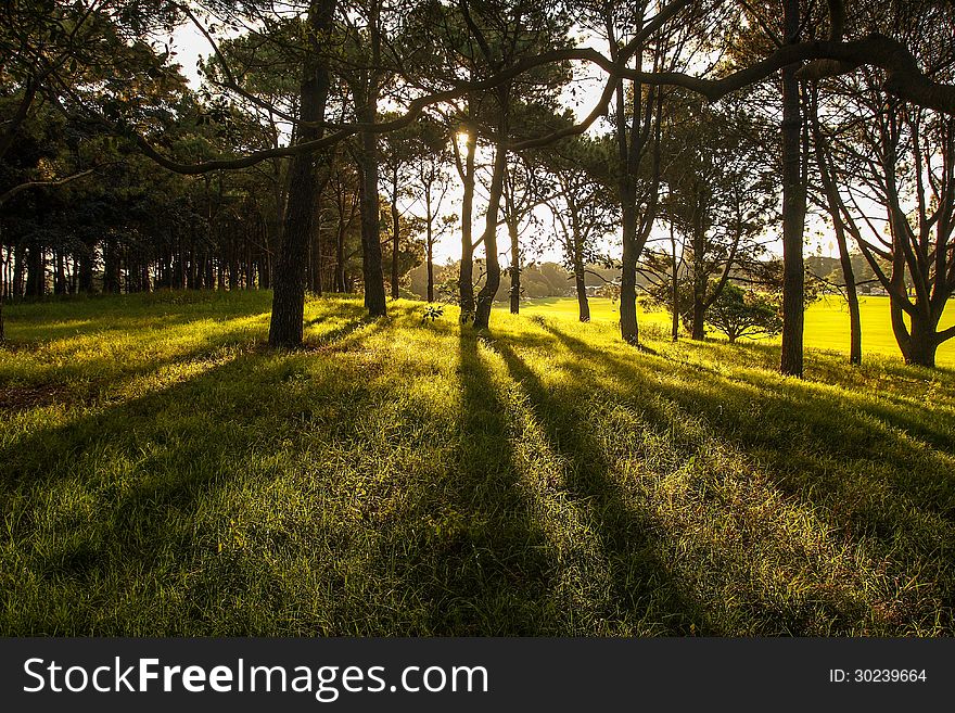 Sunlight In The Green Forest, Spring Time