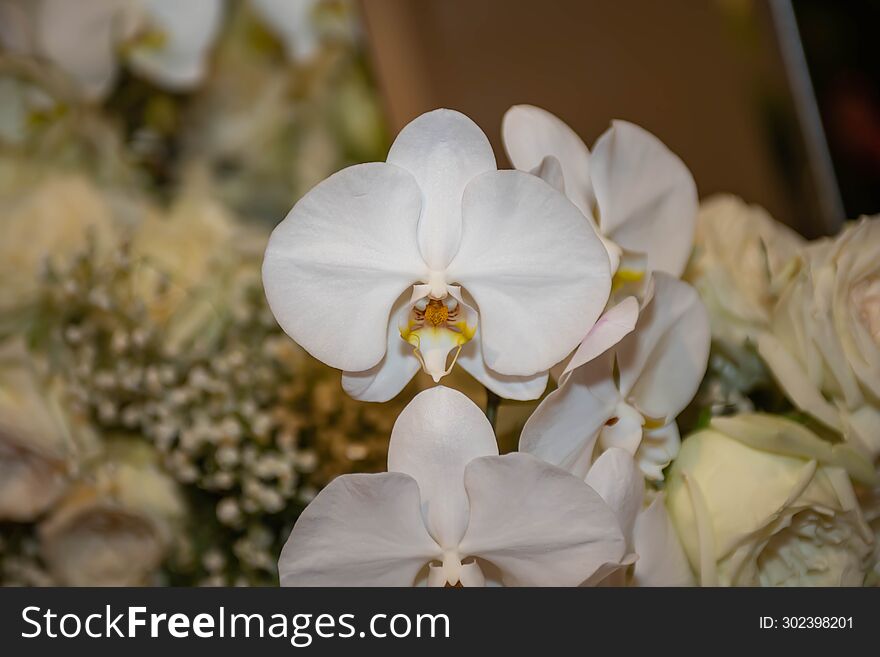 White Orchid Thai flowers, on isolated blur background