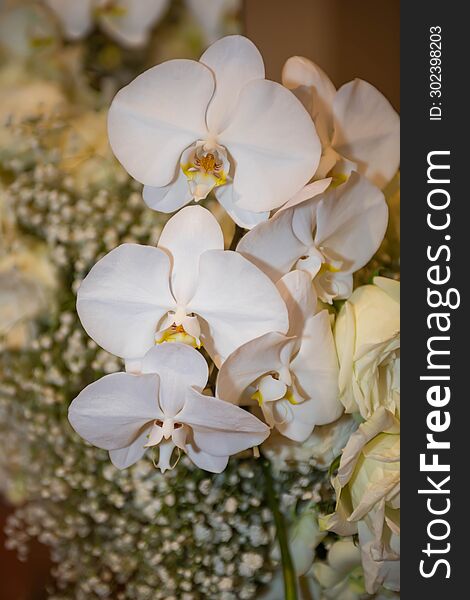 White Orchid Thai Flowers, On Isolated Blur Background