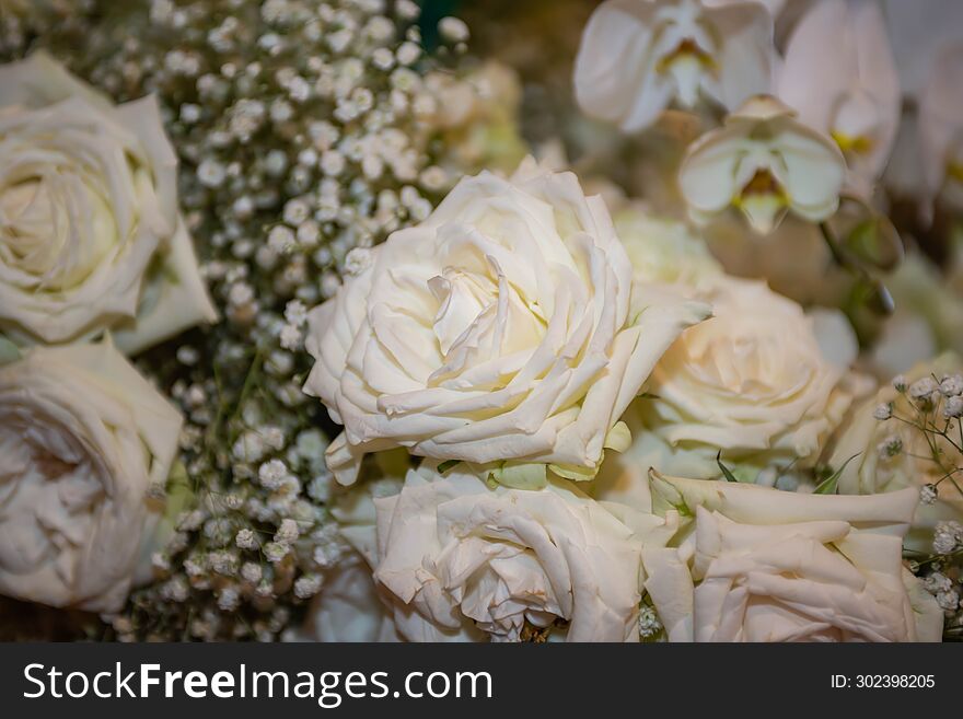 White Rose Thai flowers, on isolated blur background