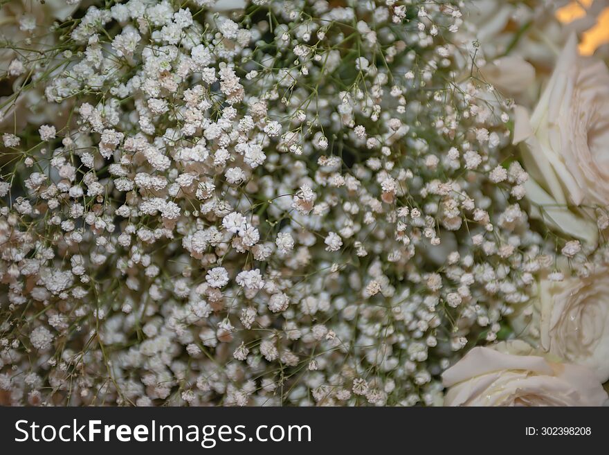 Small Gypsophila White Flowers For Background Textures