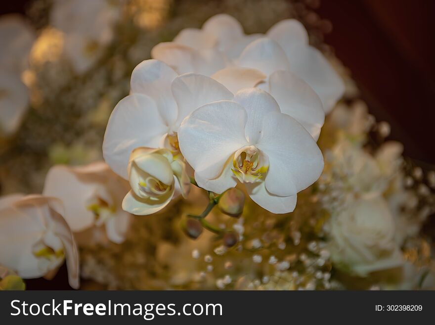 White Orchid Thai Flowers, On Isolated Blur Background