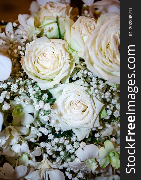 White Rose Thai Flowers, On Isolated Blur Background