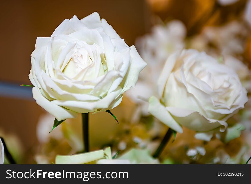 White Rose Thai flowers, on isolated blur background