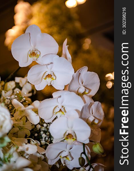 White Orchid Thai Flowers, On Isolated Blur Background