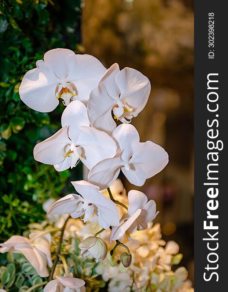White Orchid Thai flowers, on isolated blur background