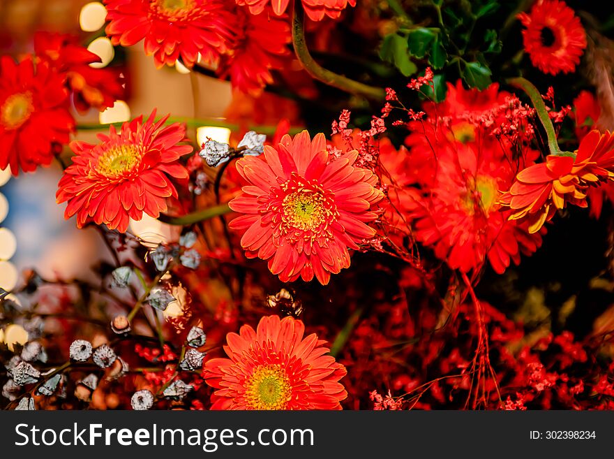 Red Gerberas bouquet. Floral texture flowers, on isolated blur background