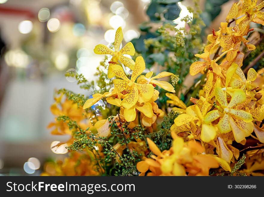 Yellow Orchid Thai flowers, on isolated blur background