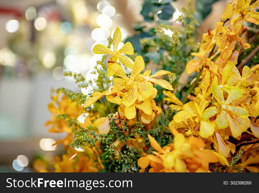 Yellow Orchid Thai Flowers, On Isolated Blur Background