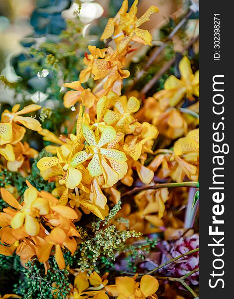 Yellow Orchid Thai Flowers, On Isolated Blur Background