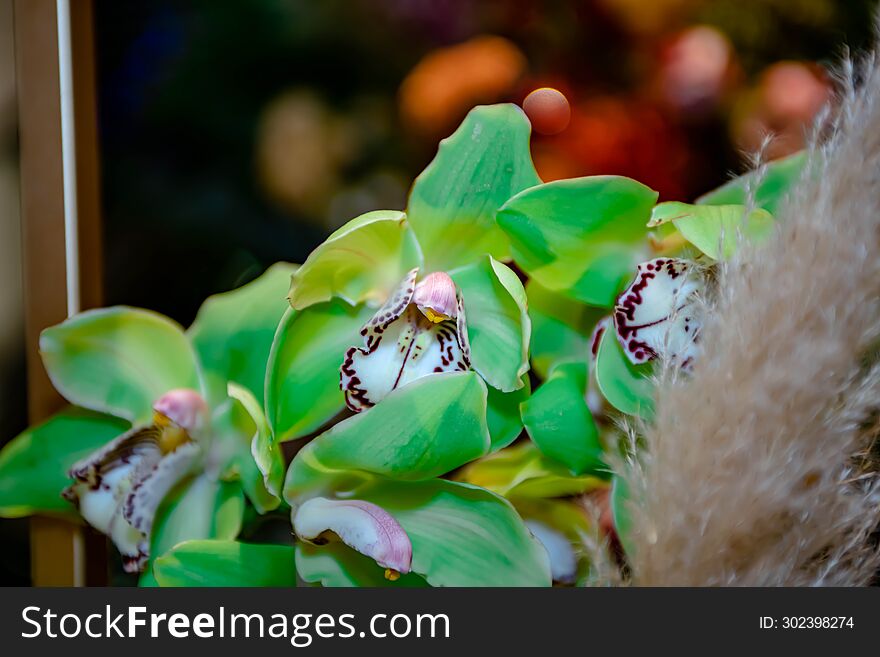 Green Orchid Thai flowers, on isolated blur background