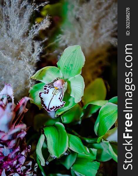 Varieties of Thai flowers, on isolated blur background