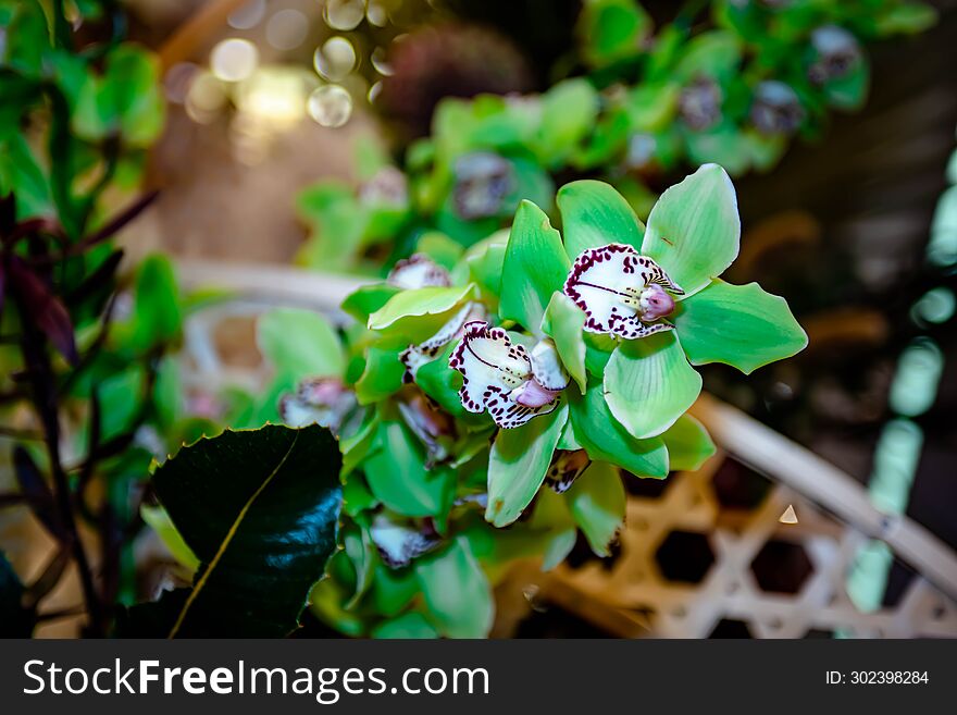 Green Orchid Thai flowers, on isolated blur background