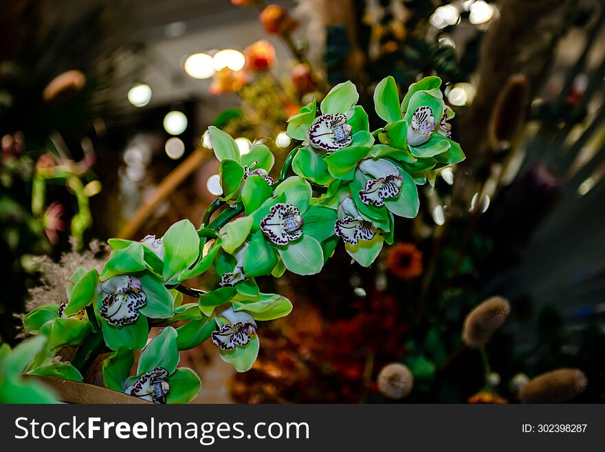 Green Orchid Thai flowers, on isolated blur background