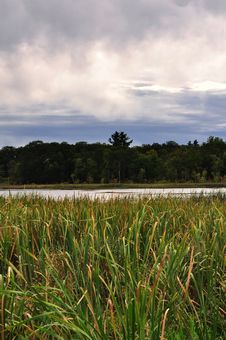 Free Wetland Grass Royalty Free Stock Images - 30249399