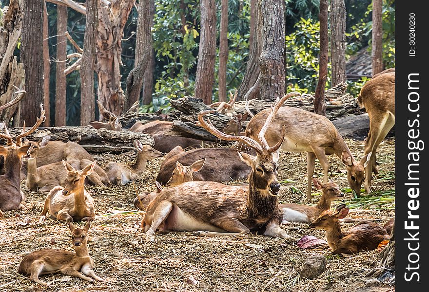 Large group of deers resting in the woods in tha Chiang Mai Zoo, Thailand. Large group of deers resting in the woods in tha Chiang Mai Zoo, Thailand.