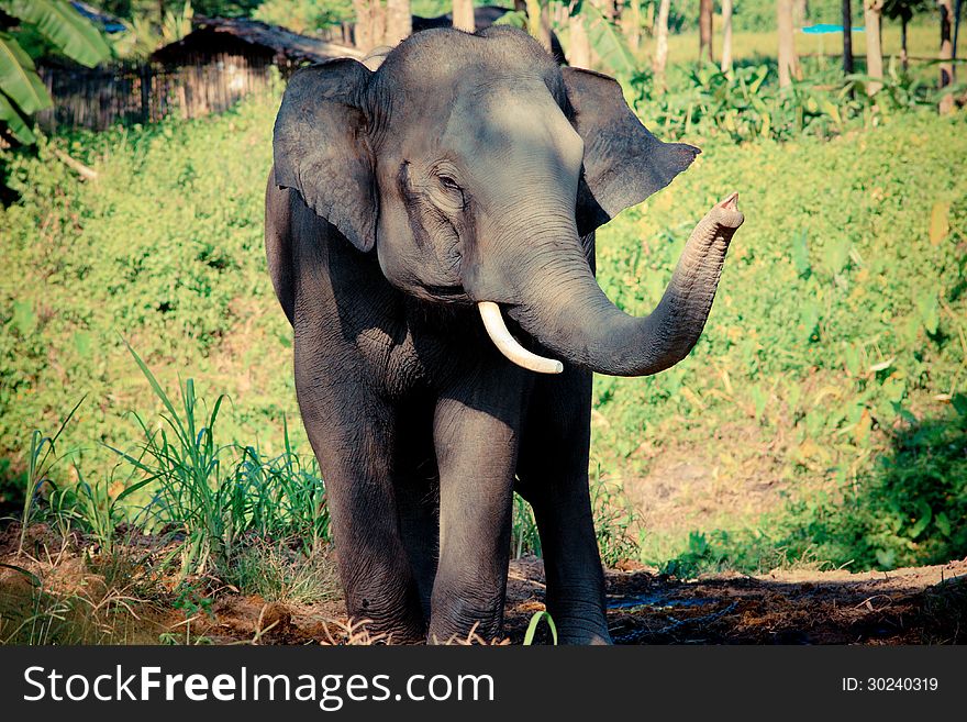 Thai elephant