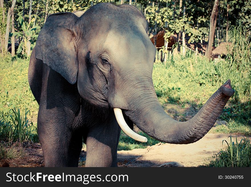 Thai Elephant