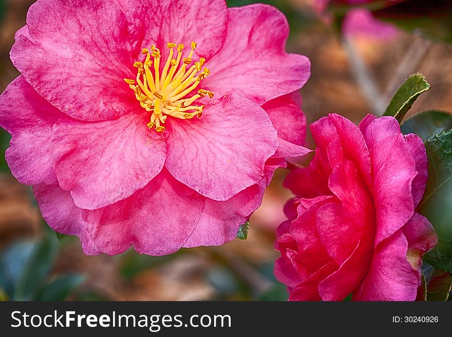 Two pink Camellia flowers, with a slight high-dynamic-range effect