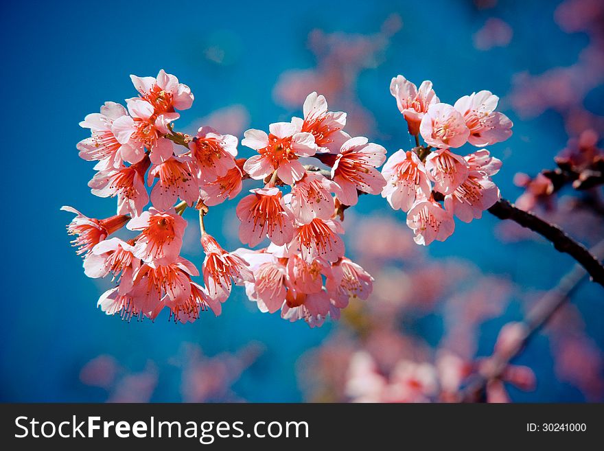 Pink sakura blossom in Thailand. Pink sakura blossom in Thailand