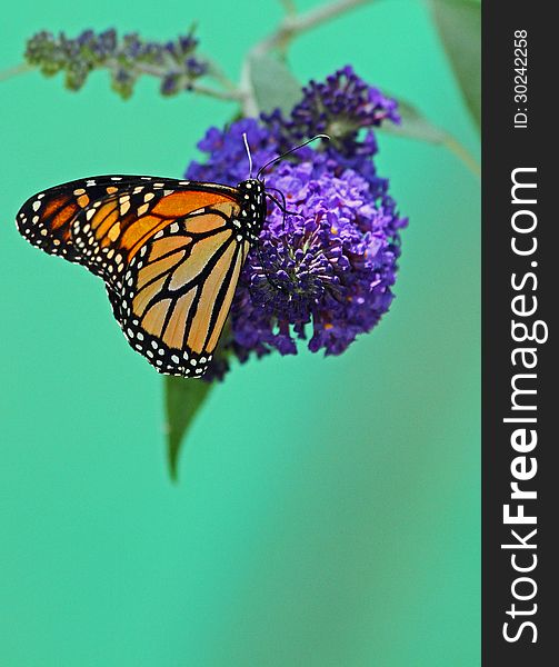 Monarch Butterfly Perched On Purple Flowers