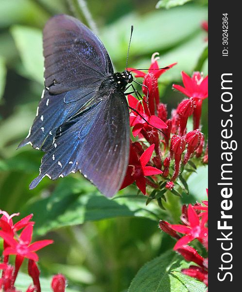 Pipevine Swallowtail Butterfly Perched On Bright Red Flowers