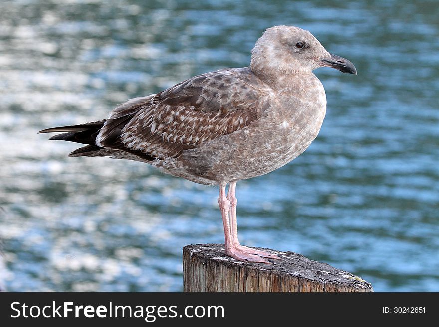 Textured female gull against mottled blue sea. Textured female gull against mottled blue sea