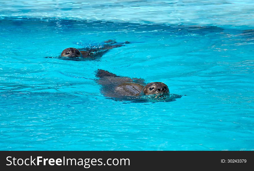 Phoca vitulina in artificial water. Phoca vitulina in artificial water