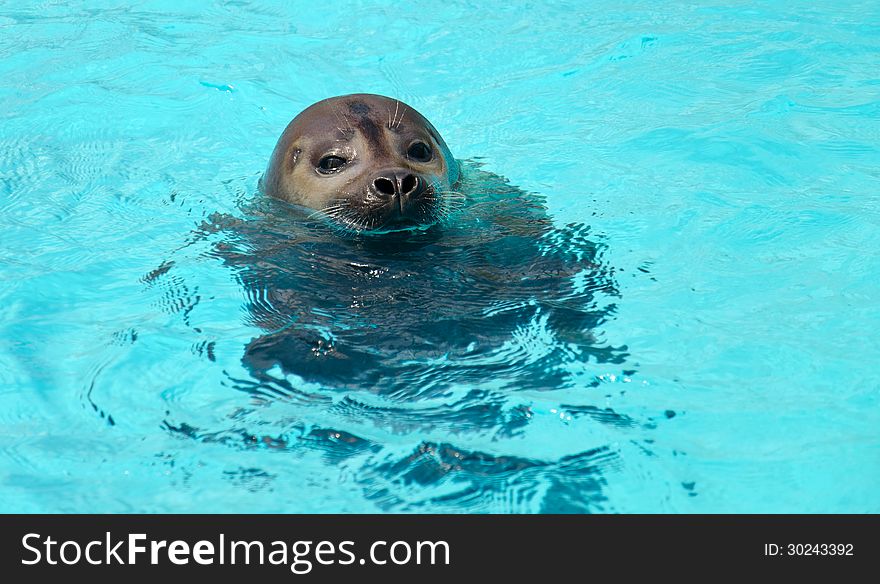 Phoca vitulina in artificial water. Phoca vitulina in artificial water