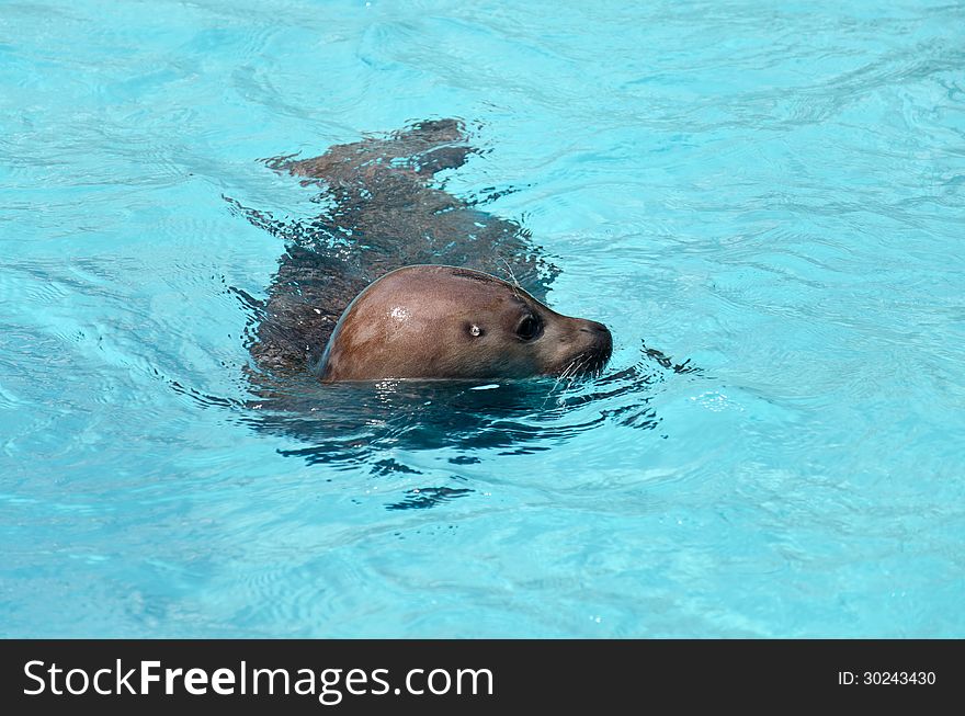 Phoca vitulina in artificial water. Phoca vitulina in artificial water