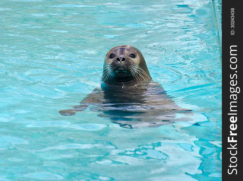 Phoca vitulina in artificial water. Phoca vitulina in artificial water