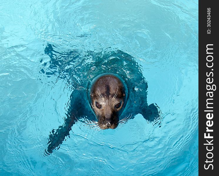 Phoca vitulina in artificial water. Phoca vitulina in artificial water