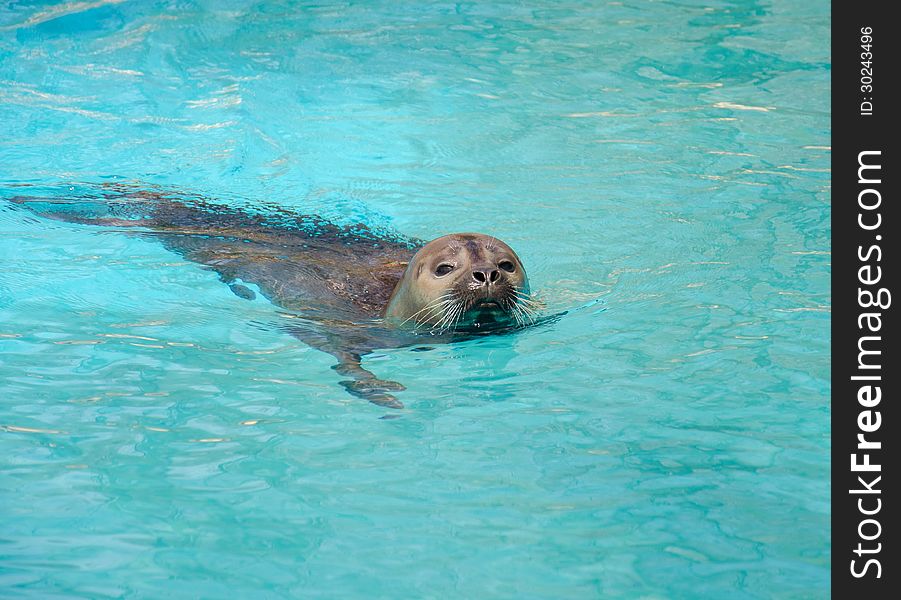 Phoca vitulina in artificial water. Phoca vitulina in artificial water