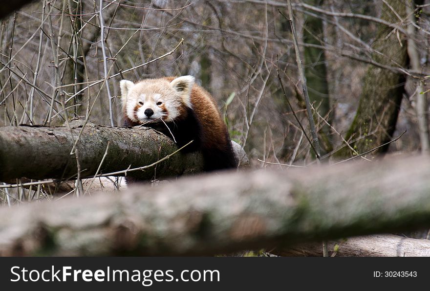 Red panda - Ailurus fulgens shining cat