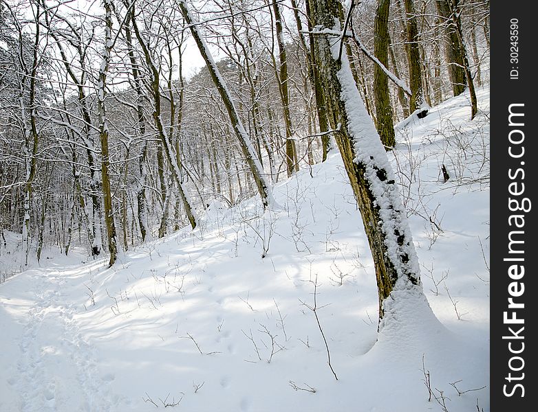 Winter Forest