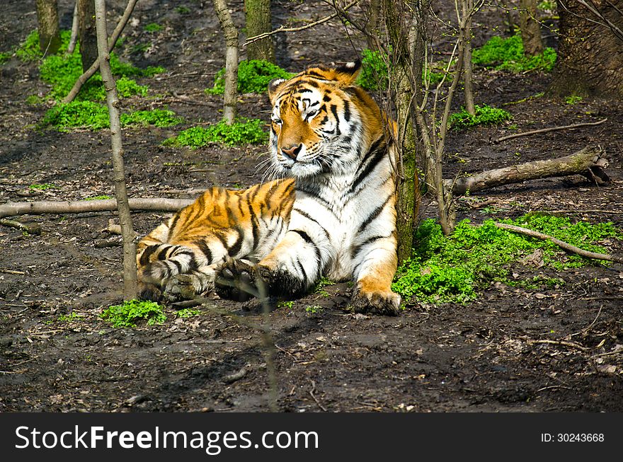 Panthera tigris. Largest cat in the world. Panthera tigris. Largest cat in the world.