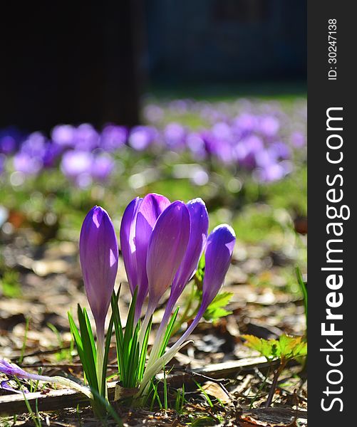 Crocuses in a group on a mountain meadow in strong sun back light. Crocuses in a group on a mountain meadow in strong sun back light