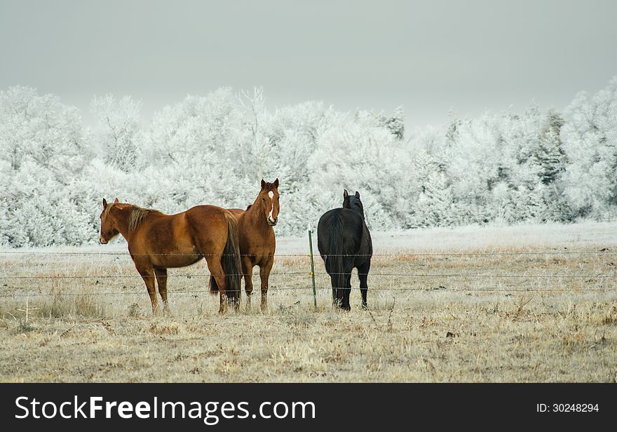 Three horses