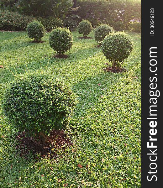 Ornamental green bush in garden