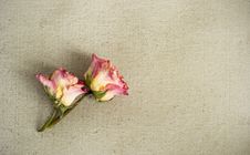 Dried Roses On A Painted Canvas Royalty Free Stock Photography Dried Roses On A Painted Canvas Royalty Free Stock Photography