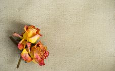 Dried Roses On A Painted Canvas Royalty Free Stock Images Dried Roses On A Painted Canvas Royalty Free Stock Images