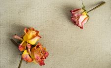 Dried Roses On A Painted Canvas Stock Image Dried Roses On A Painted Canvas Stock Image